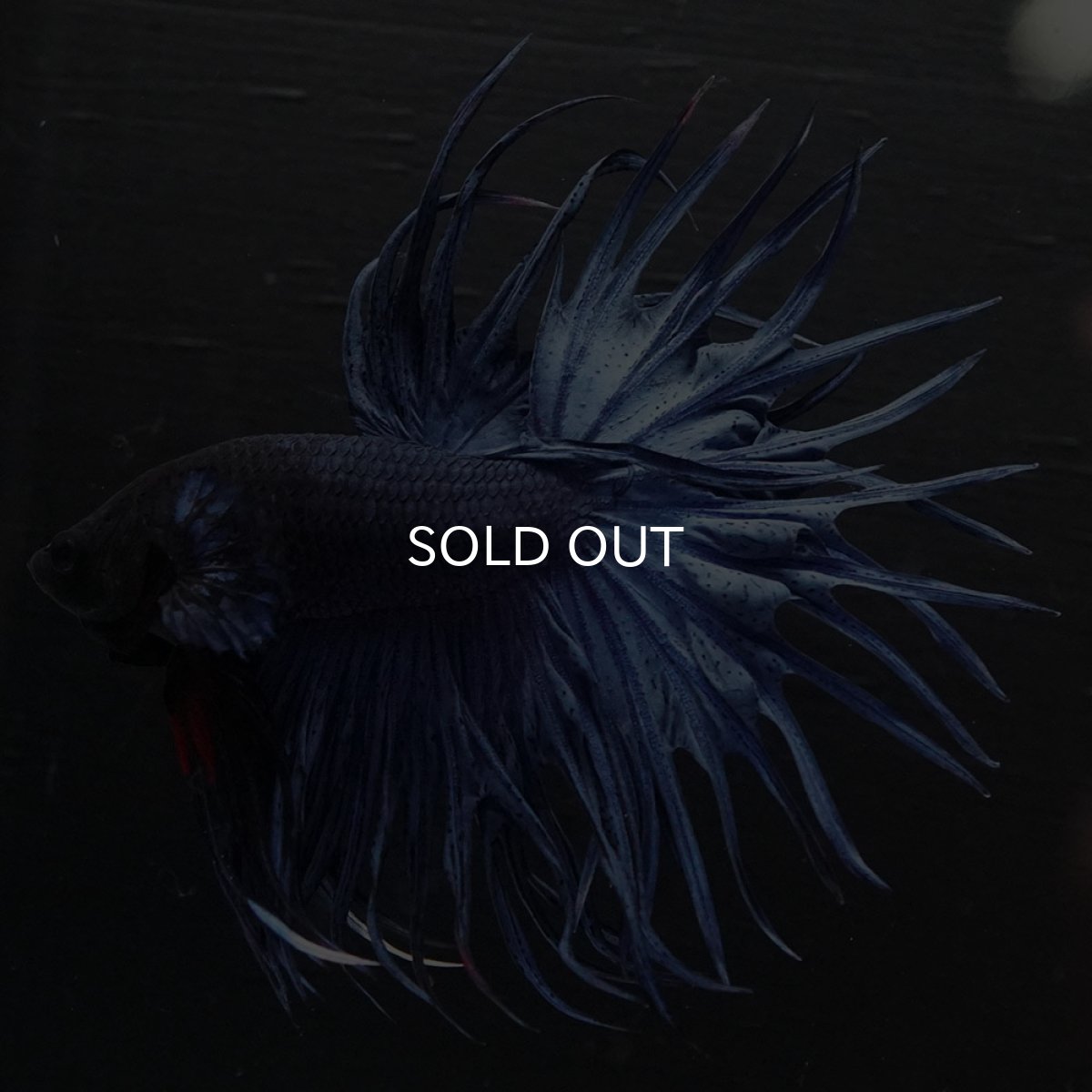 画像5: KCT　ブルー (5)