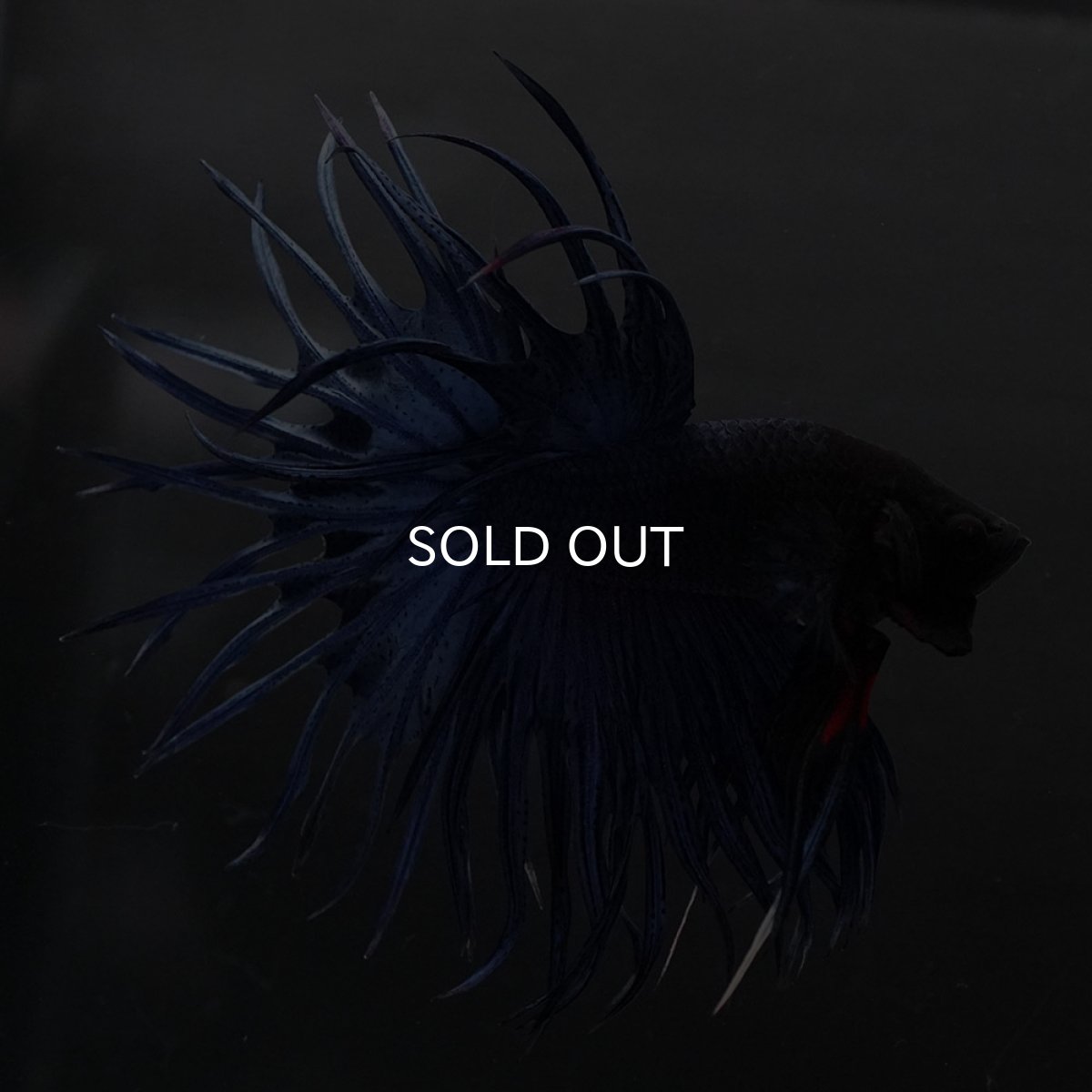 画像4: KCT　ブルー (4)