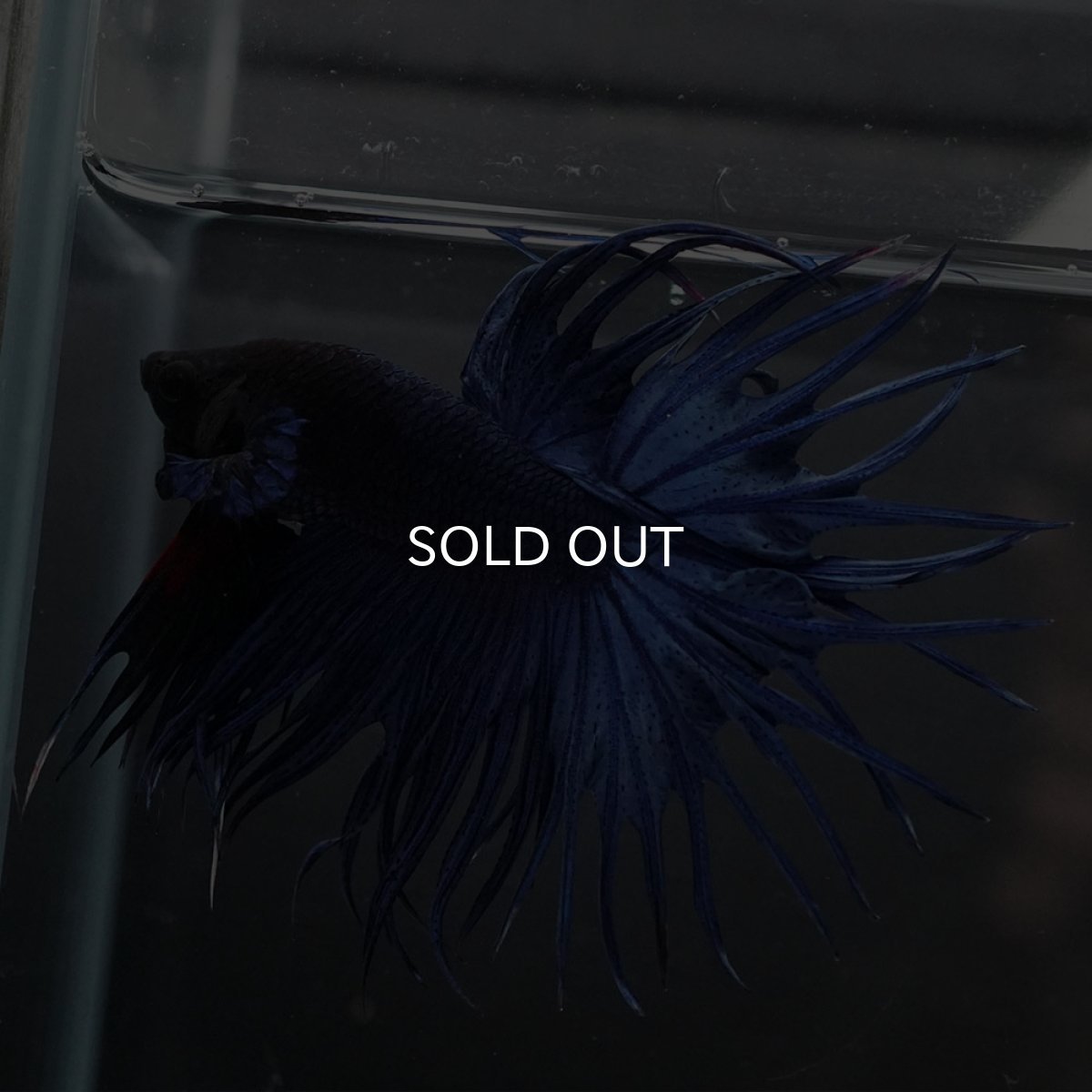 画像7: KCT　ブルー (7)