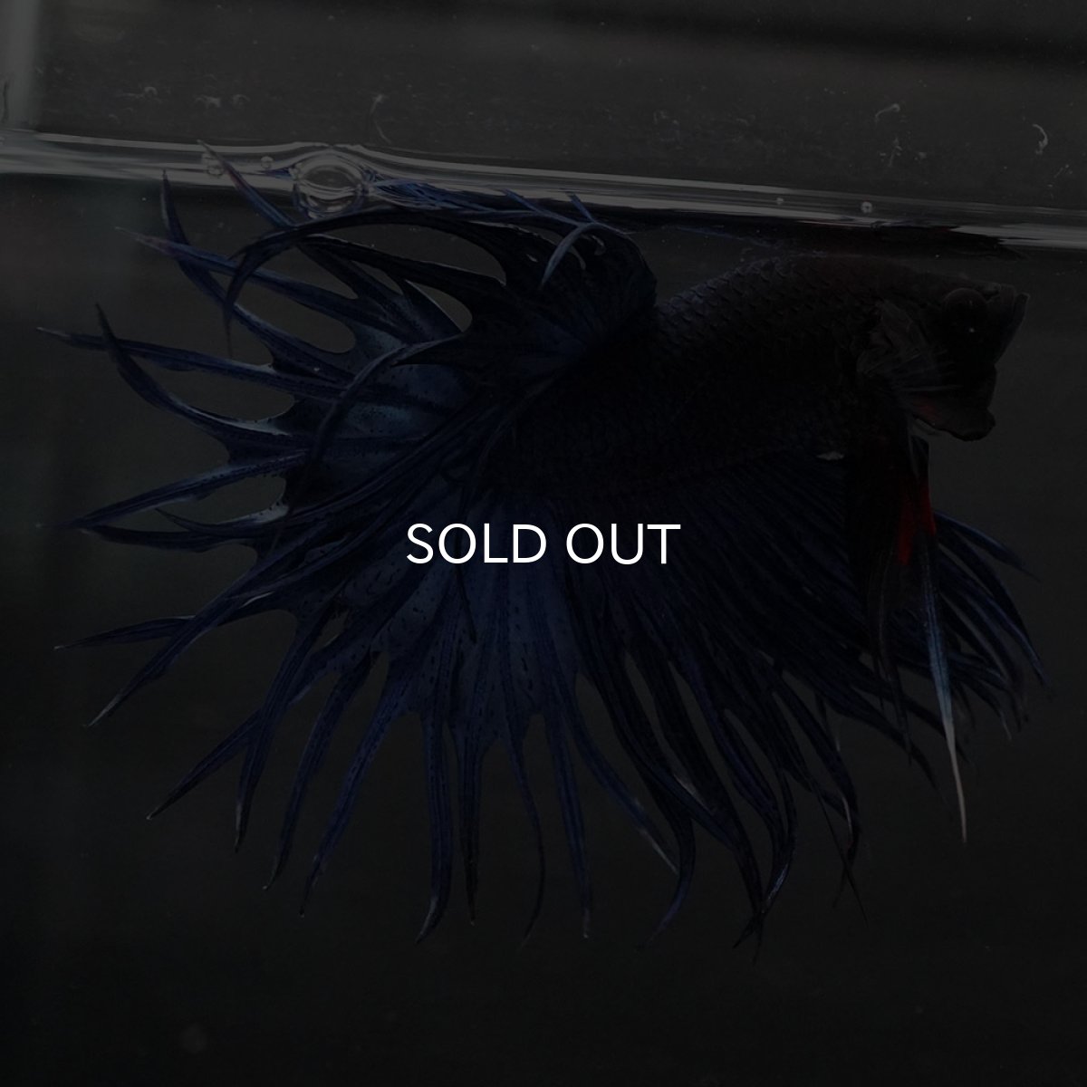 画像8: KCT　ブルー (8)