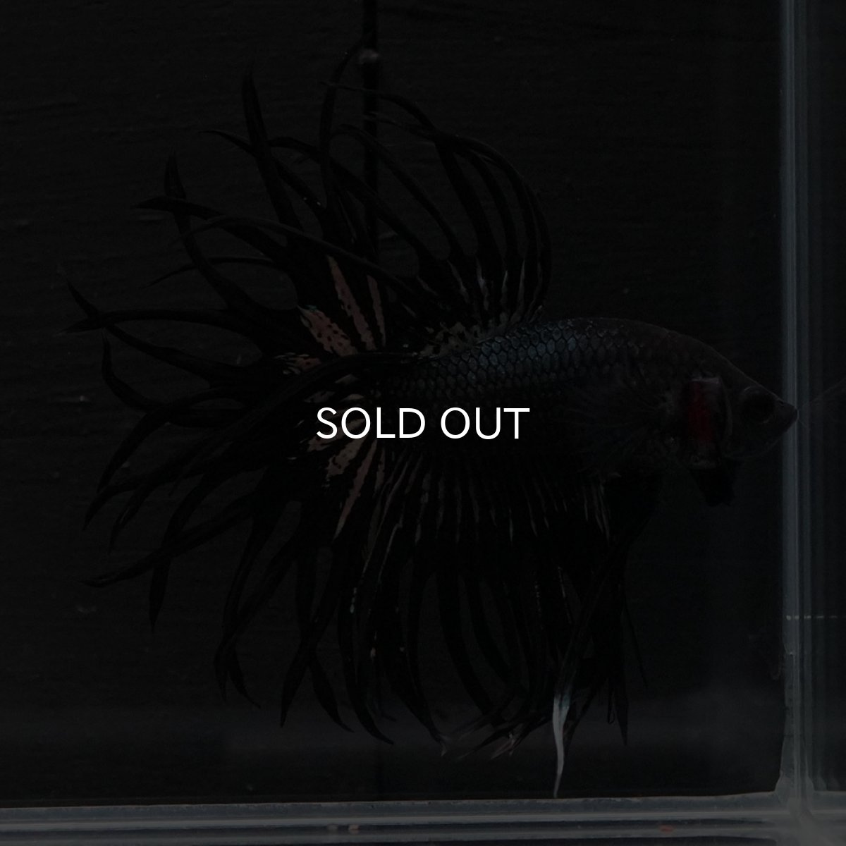 画像10: KCT　ブラックカッパー (10)