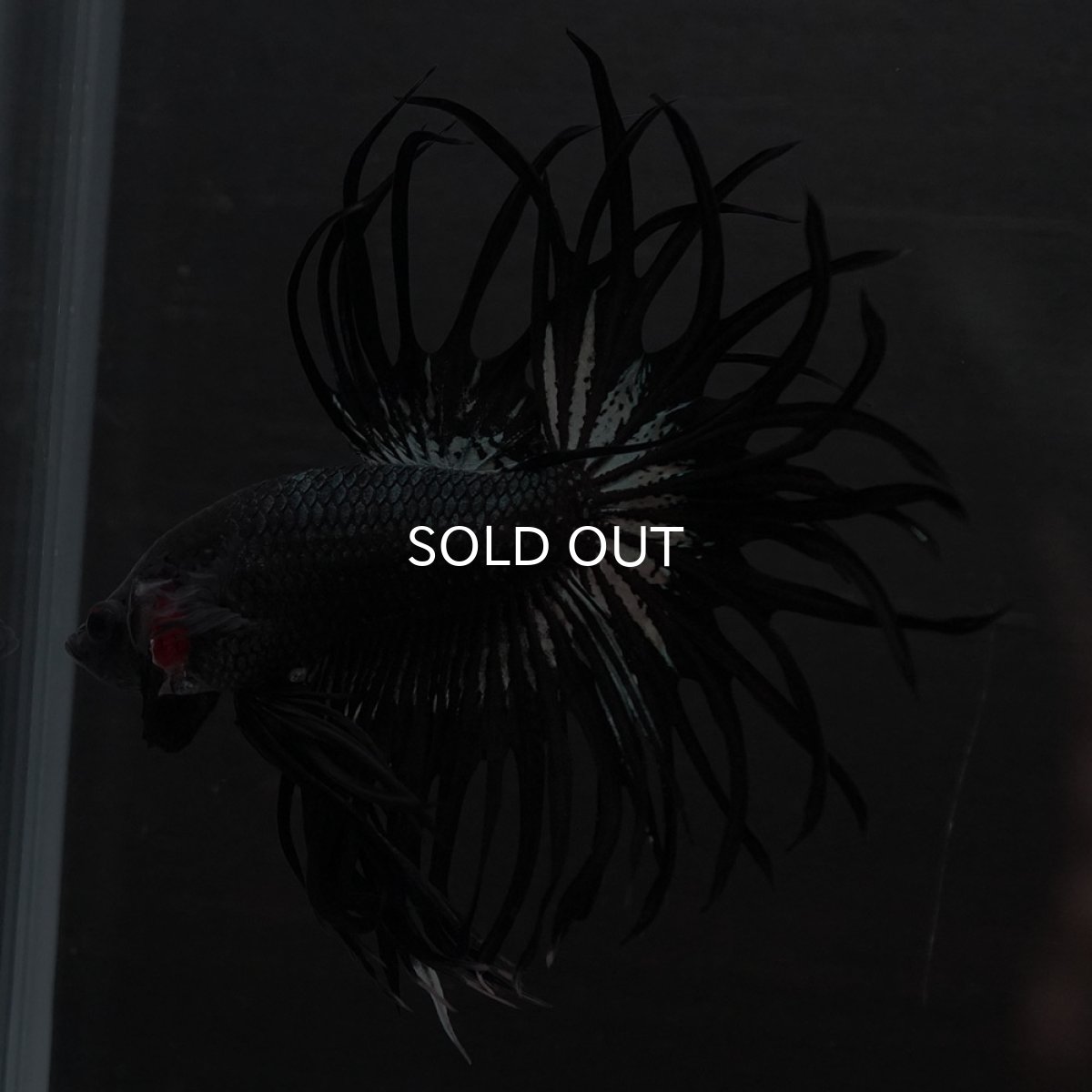 画像7: KCT　ブラックカッパー (7)