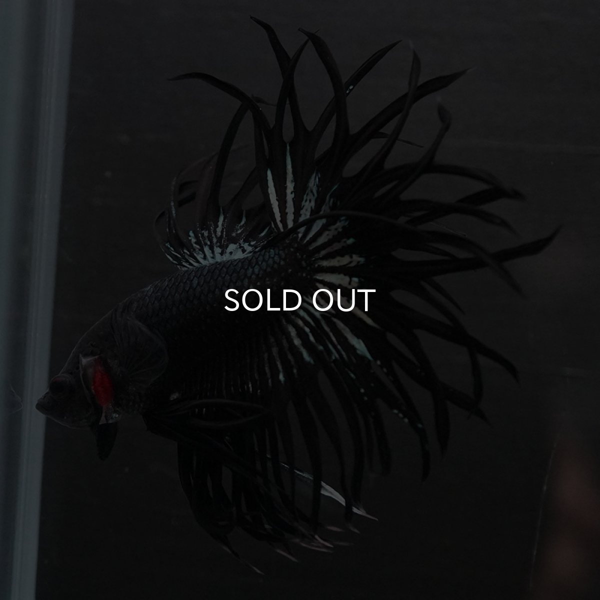 画像5: KCT　ブラックカッパー (5)