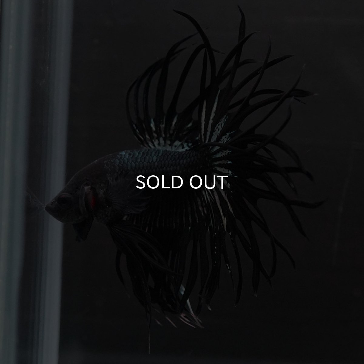 画像9: KCT　ブラックカッパー (9)