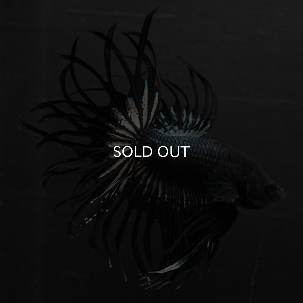 画像8: KCT　ブラックカッパー (8)