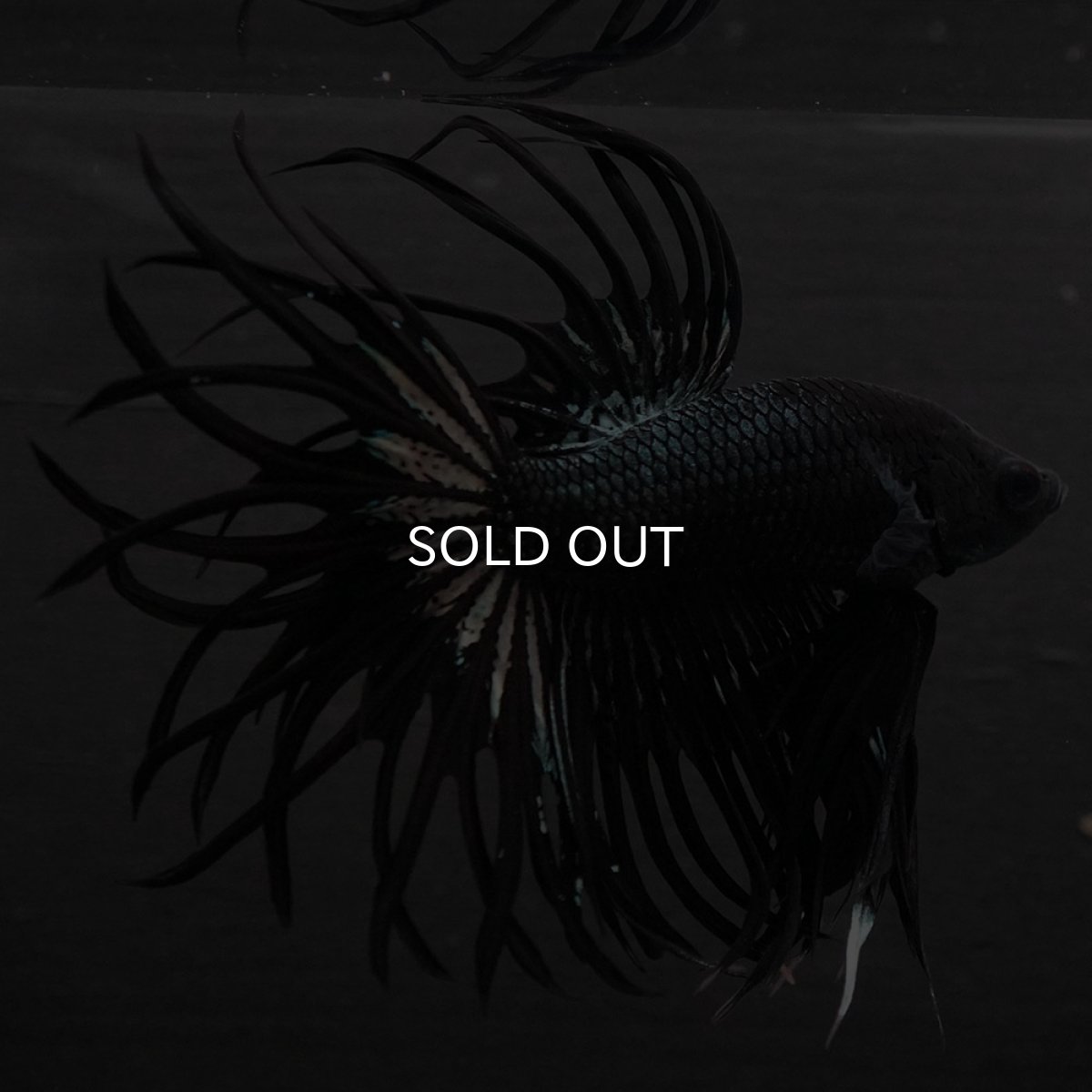 画像6: KCT　ブラックカッパー (6)