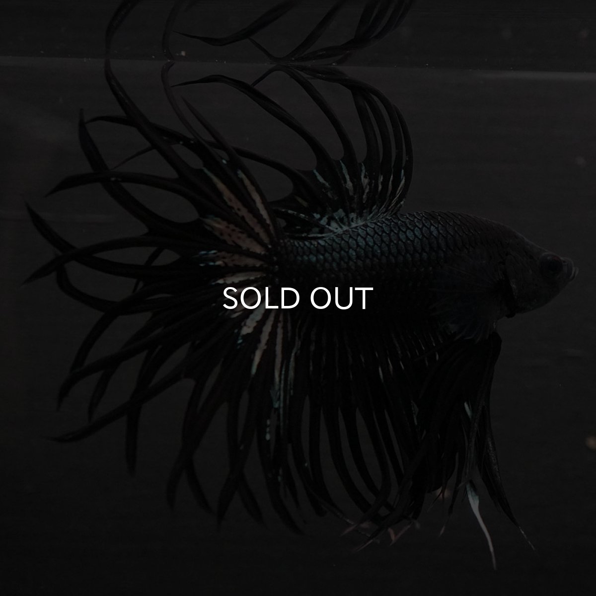 画像2: KCT　ブラックカッパー (2)