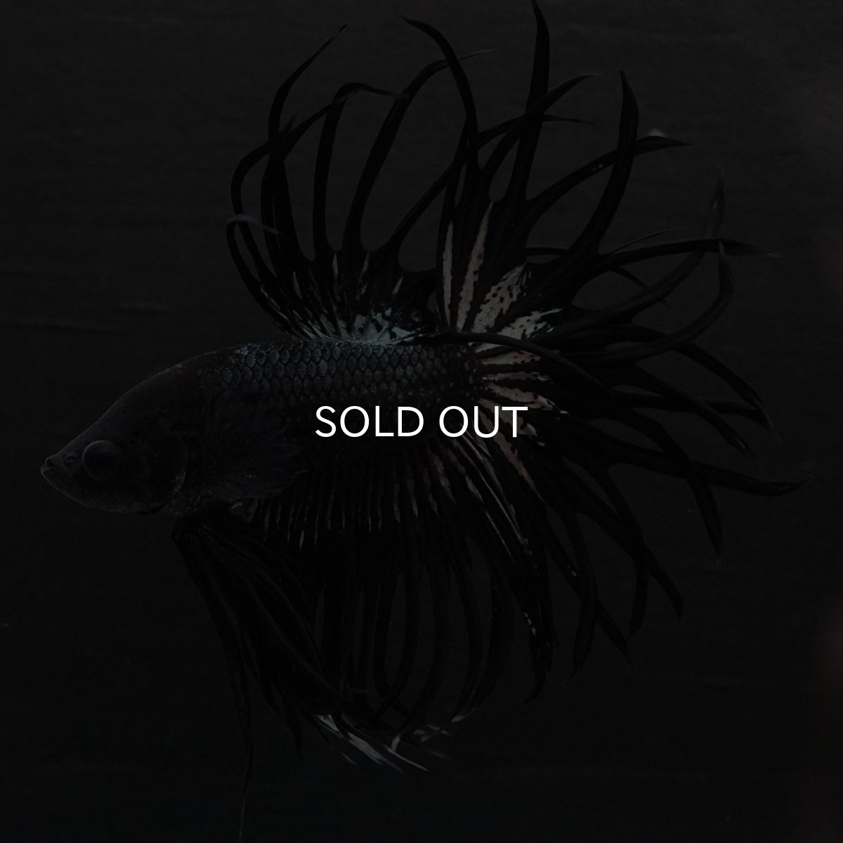 画像3: KCT　ブラックカッパー (3)