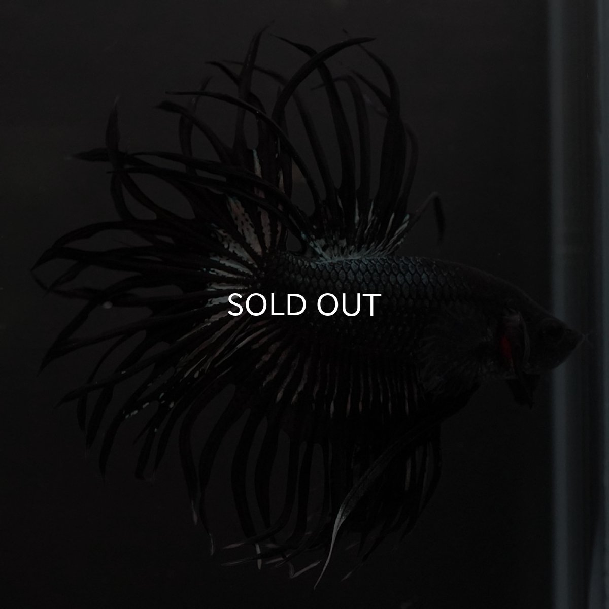 画像4: KCT　ブラックカッパー (4)