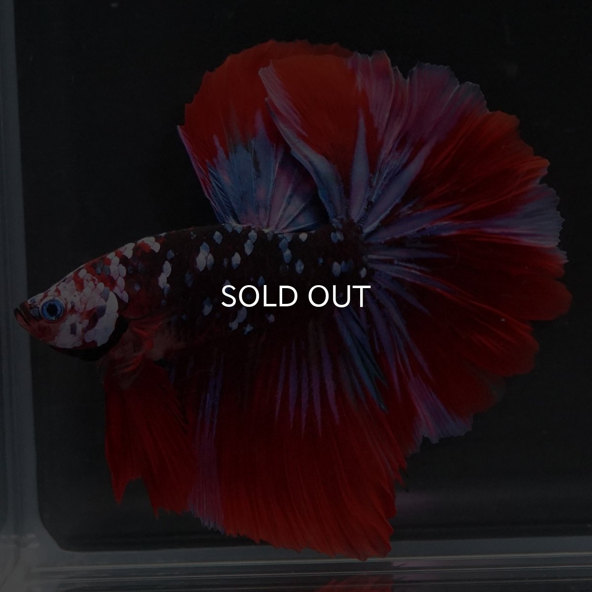 画像4: HM レッドギャラクシー (4)