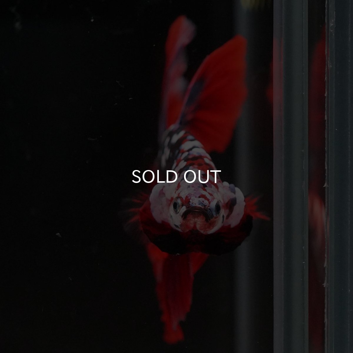 画像6: HM レッドギャラクシー (6)