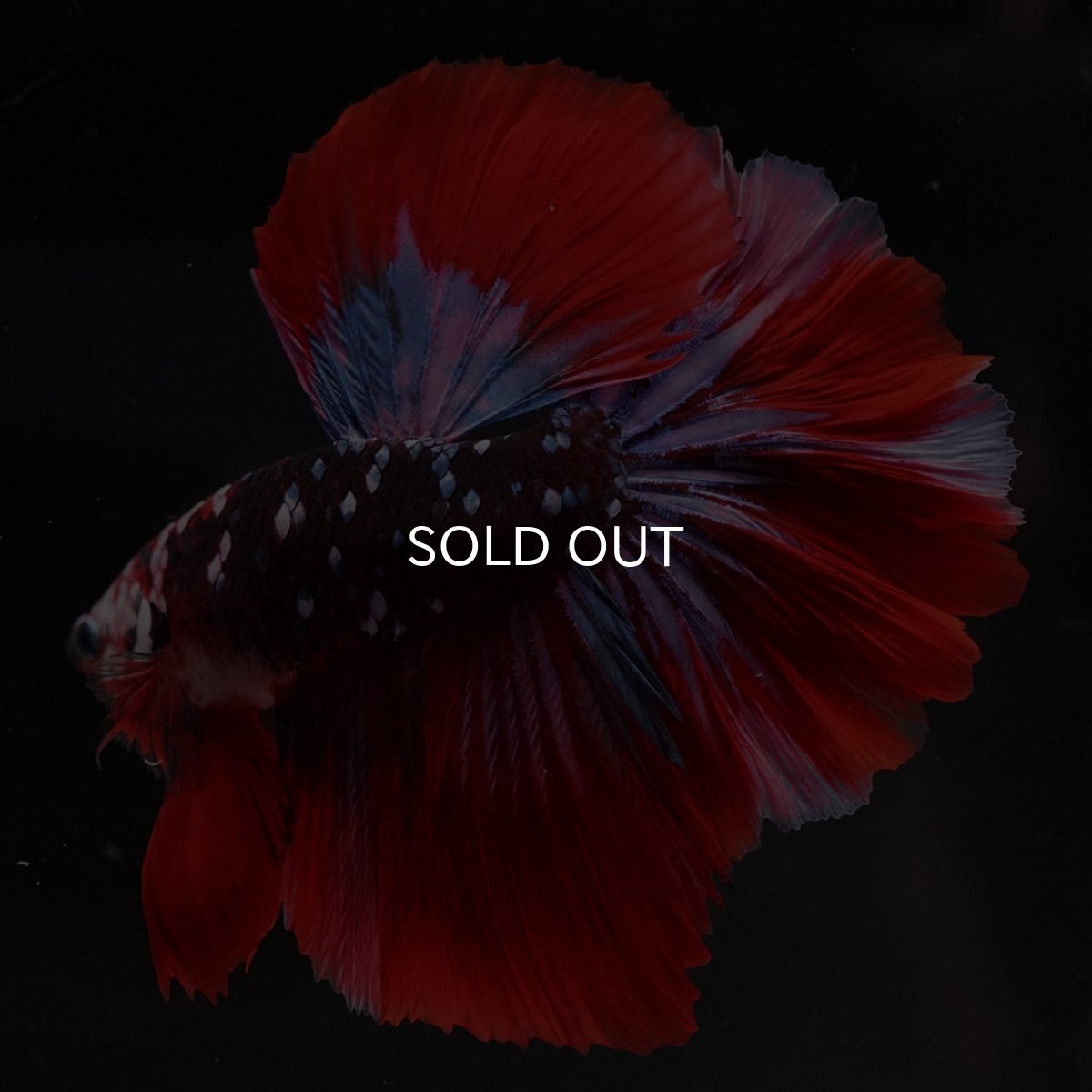 画像10: HM レッドギャラクシー (10)