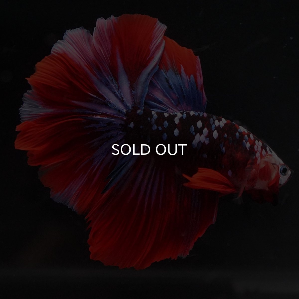 画像2: HM レッドギャラクシー (2)