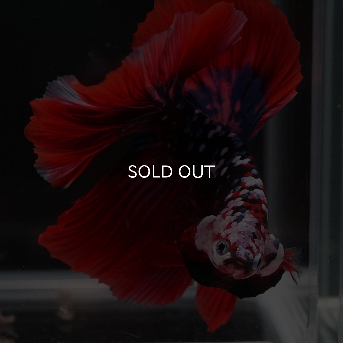 画像3: HM レッドギャラクシー (3)