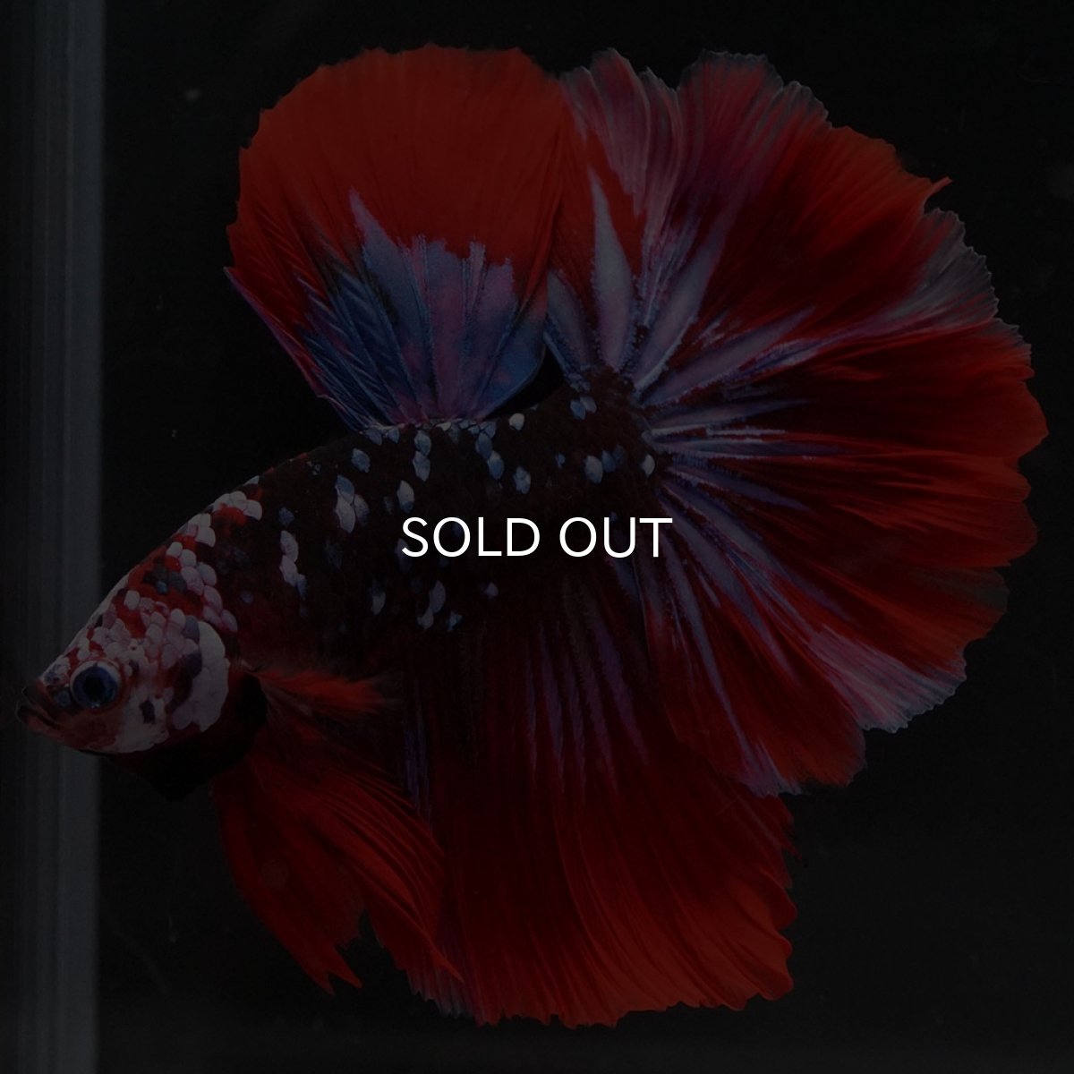 画像9: HM レッドギャラクシー (9)