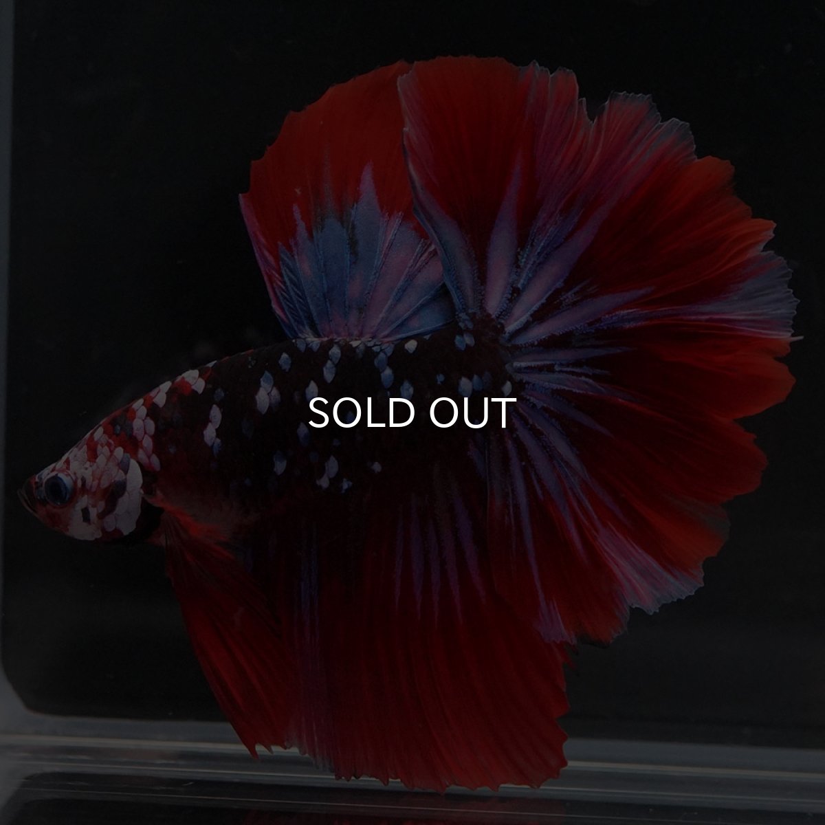 画像8: HM レッドギャラクシー (8)