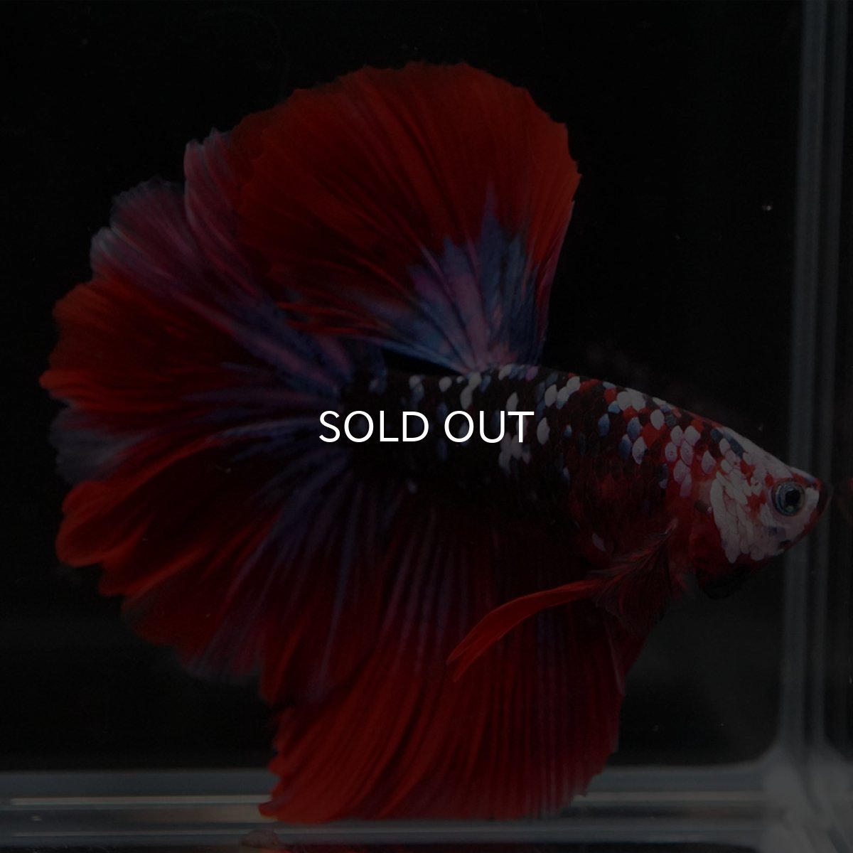 画像5: HM レッドギャラクシー (5)