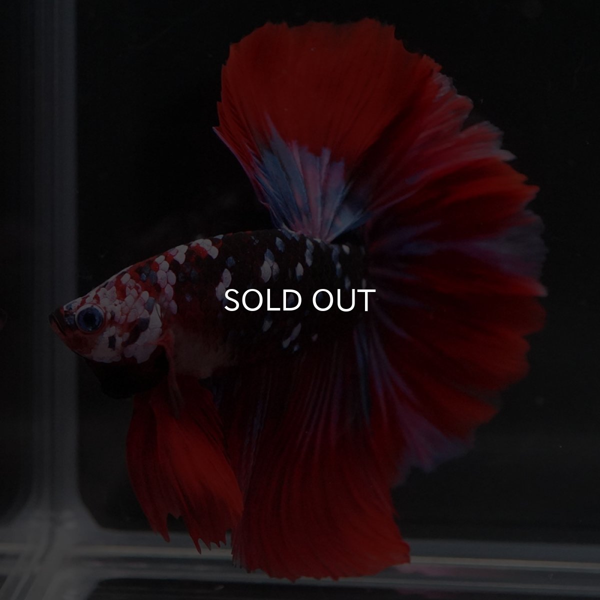 画像7: HM レッドギャラクシー (7)