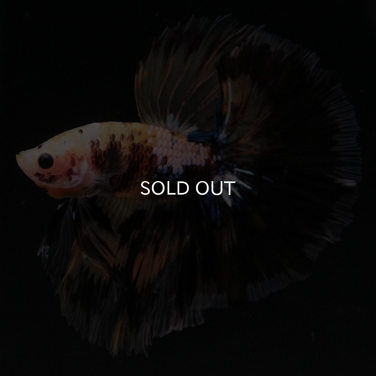 画像10: HM イエロータイガー 変わり柄 (10)