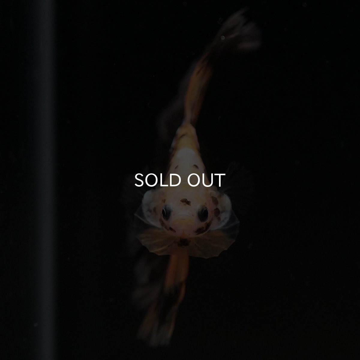 画像4: HM イエロータイガー 変わり柄 (4)