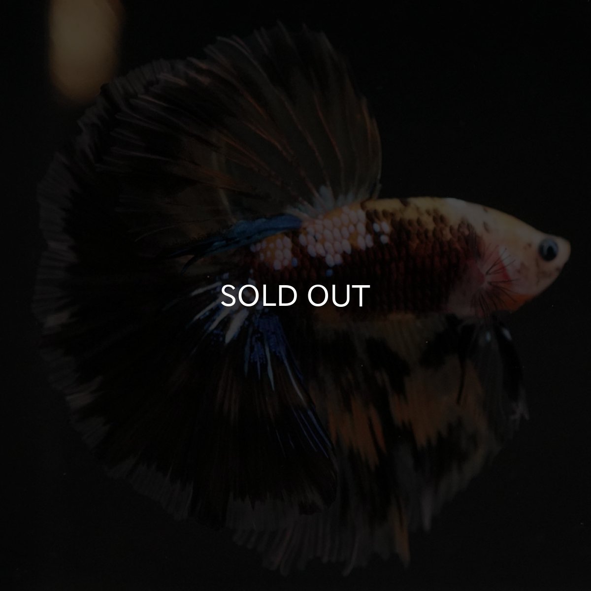 画像7: HM イエロータイガー 変わり柄 (7)