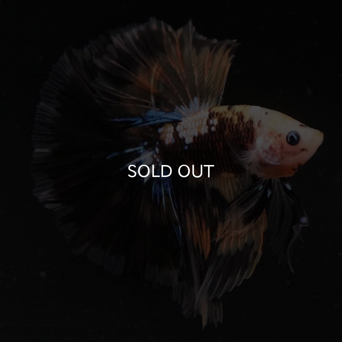 画像2: HM イエロータイガー 変わり柄 (2)