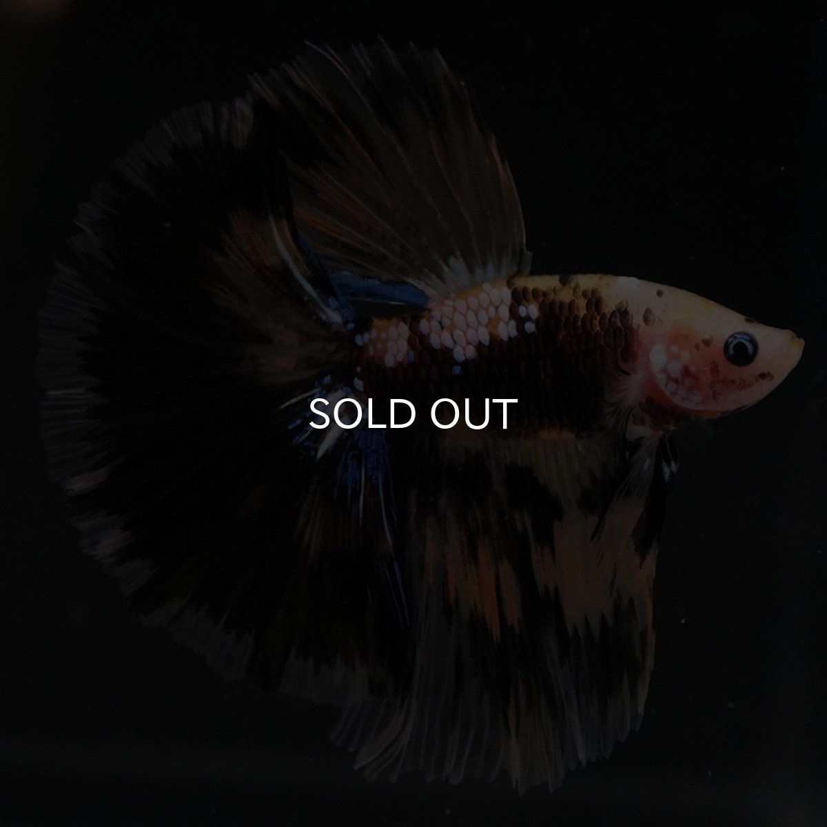 画像9: HM イエロータイガー 変わり柄 (9)