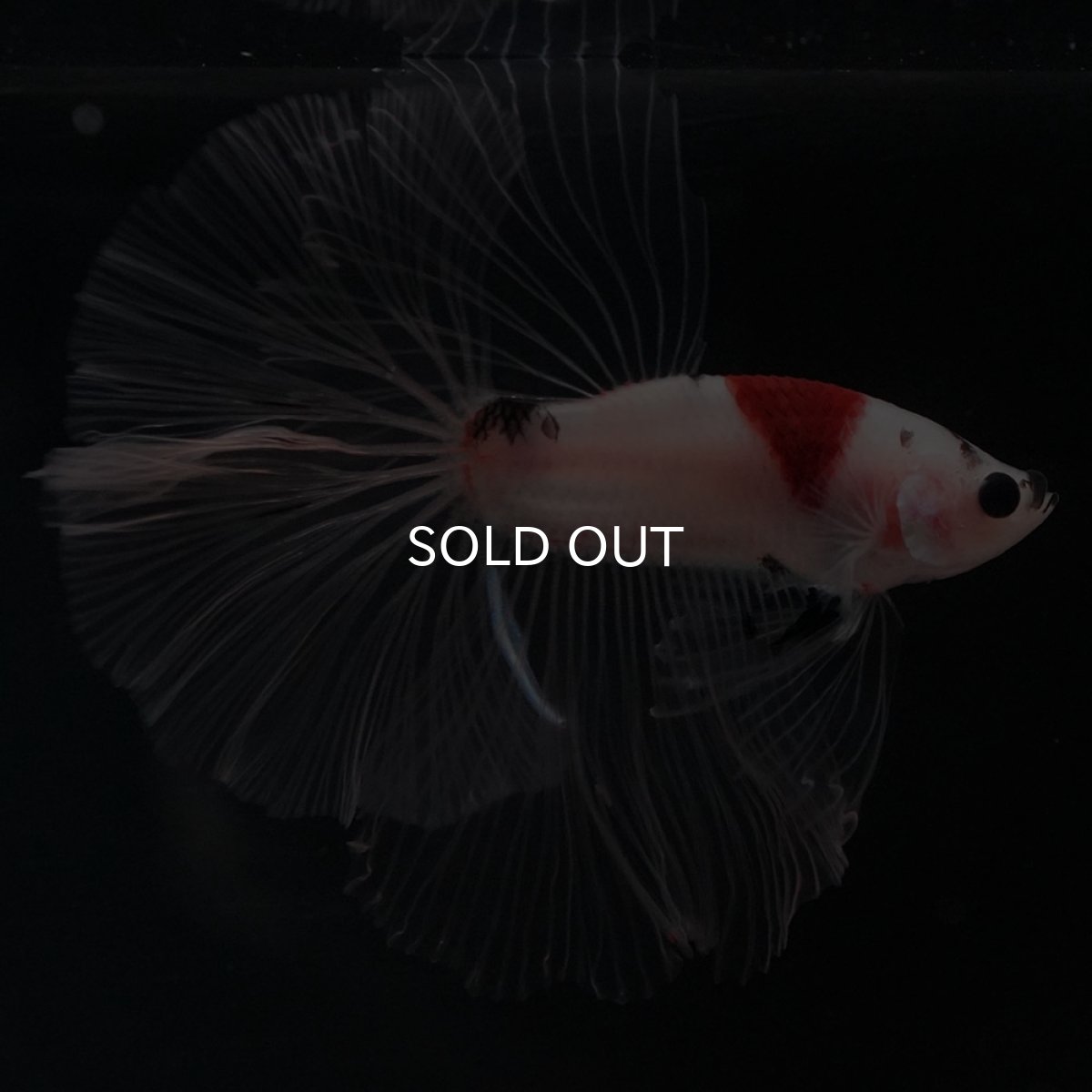 画像4: HM 鯉 クリアフィン (4)