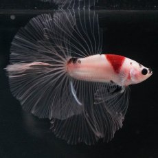 画像4: HM　鯉　クリアフィン (4)