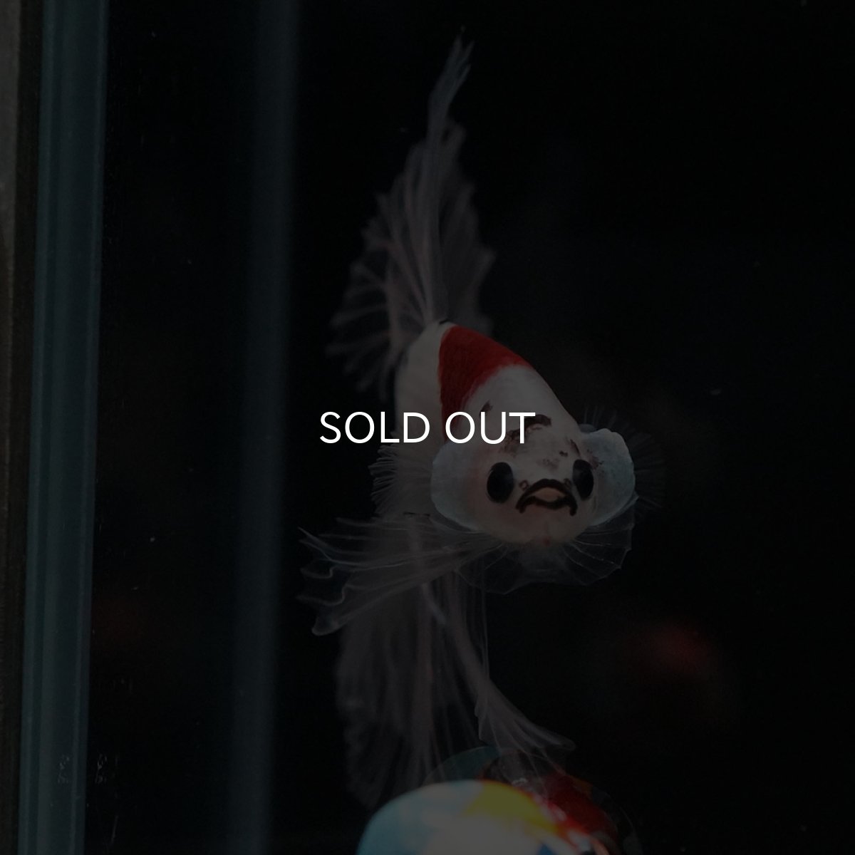 画像3: HM 鯉 クリアフィン (3)