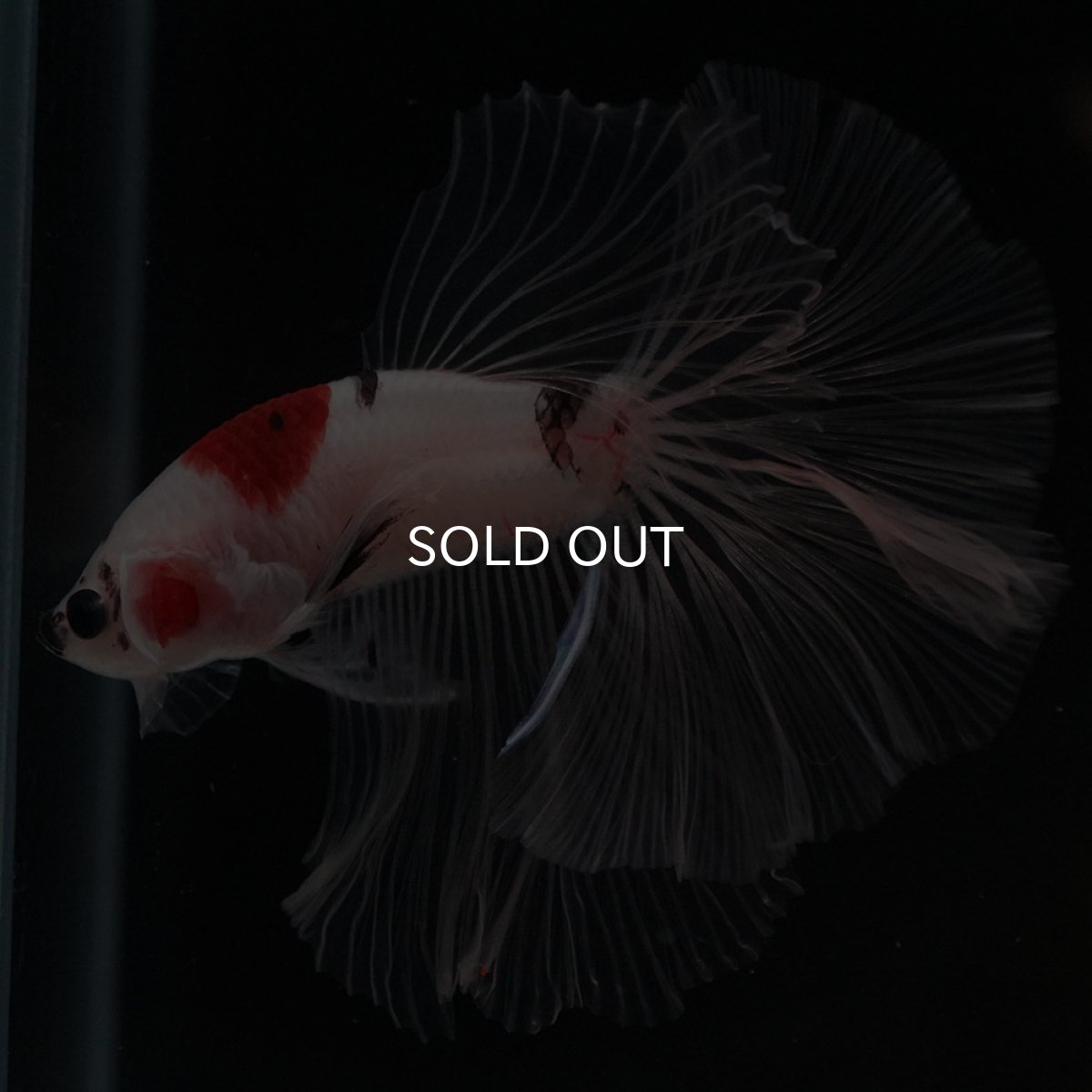 画像7: HM 鯉 クリアフィン (7)