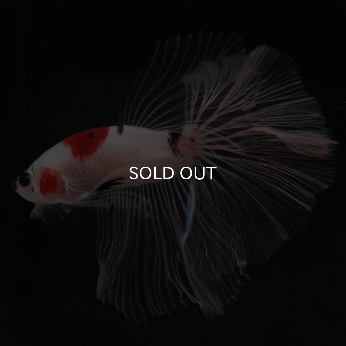 画像2: HM 鯉 クリアフィン (2)