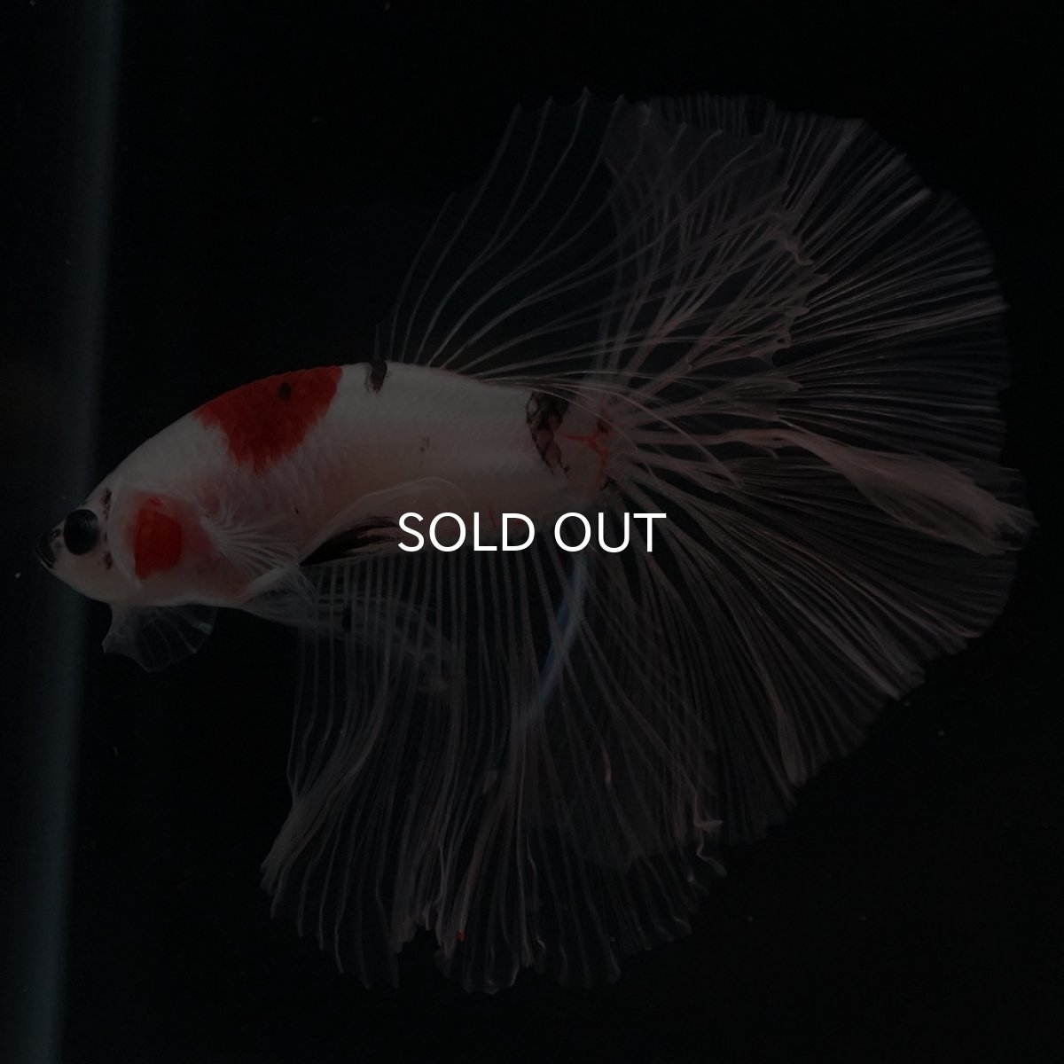 画像6: HM 鯉 クリアフィン (6)