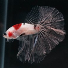 画像6: HM　鯉　クリアフィン (6)