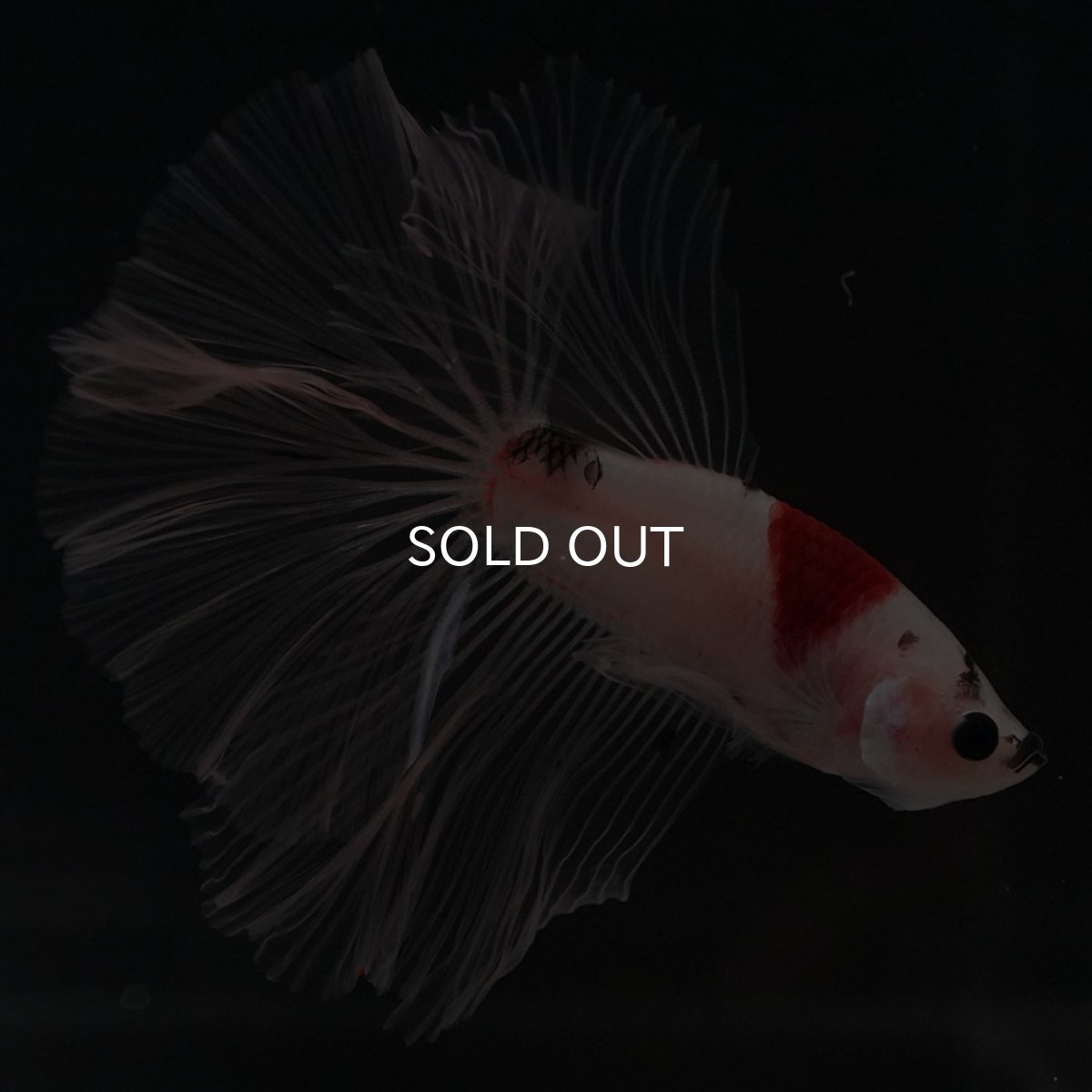 画像5: HM 鯉 クリアフィン (5)