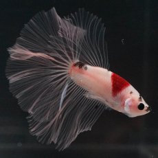 画像5: HM　鯉　クリアフィン (5)