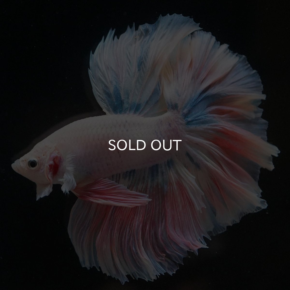 画像5: HM　ファンシー　ローズテール (5)