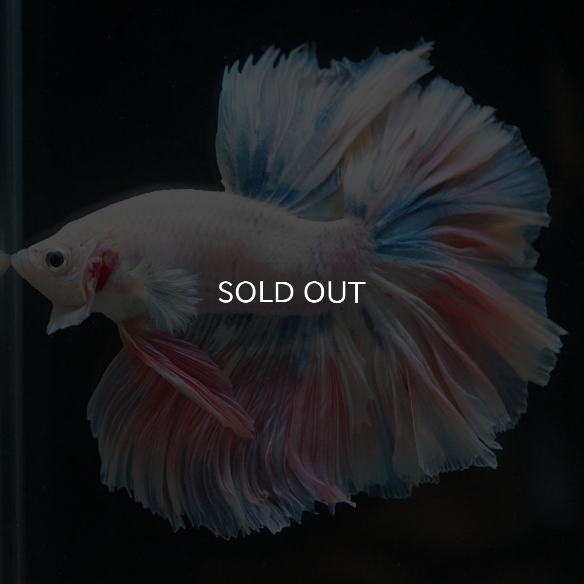 画像3: HM　ファンシー　ローズテール (3)