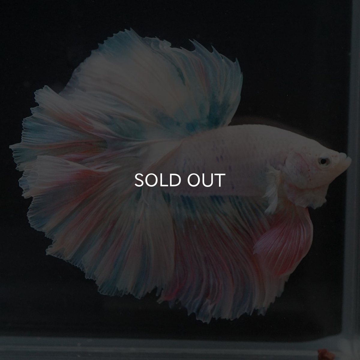 画像4: HM　ファンシー　ローズテール (4)