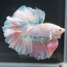 画像4: HM　ファンシー　ローズテール (4)