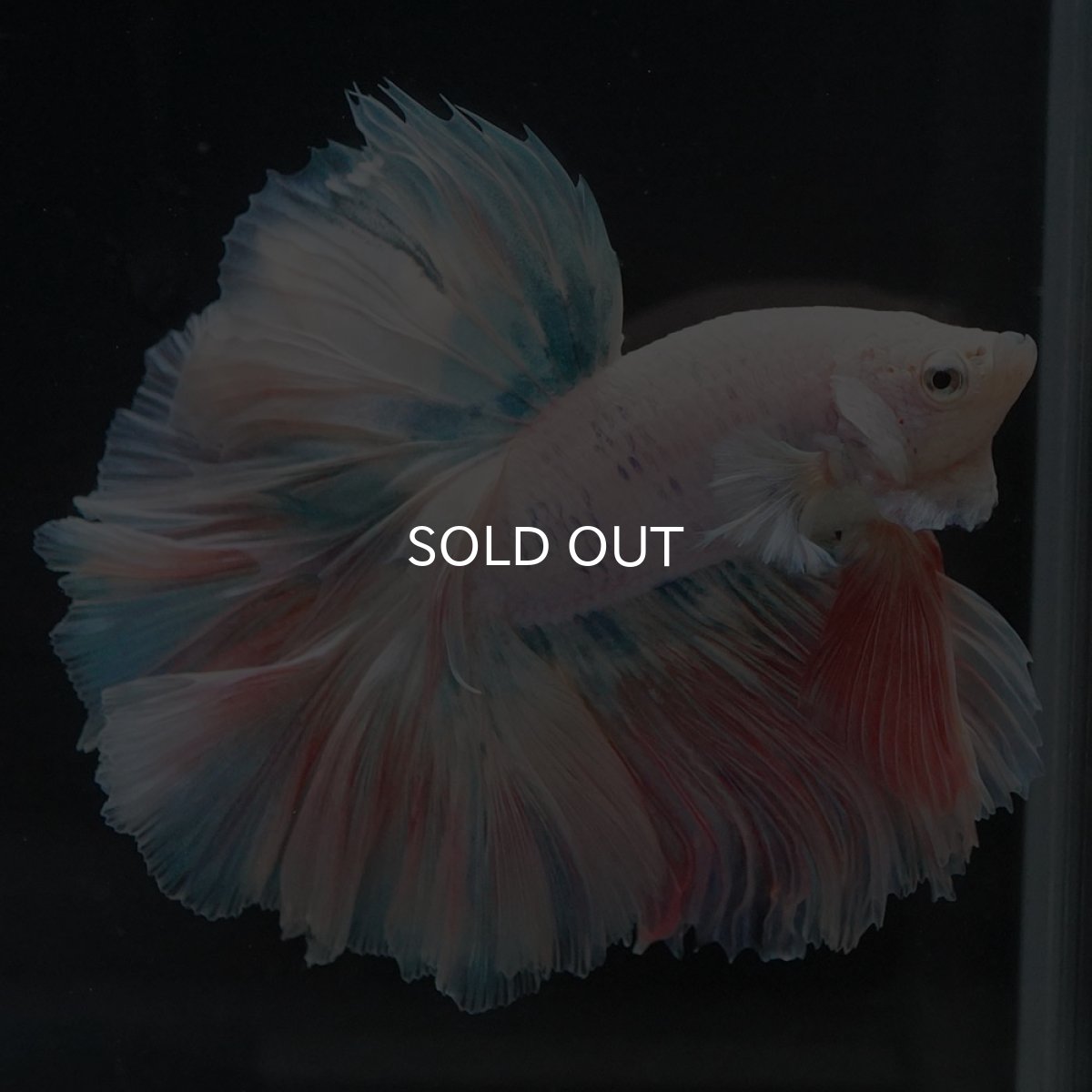 画像2: HM　ファンシー　ローズテール (2)