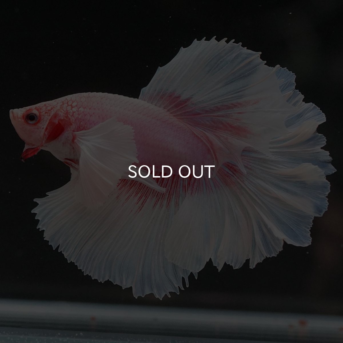 画像11: HMダンボ ファンシー ローズテール (11)