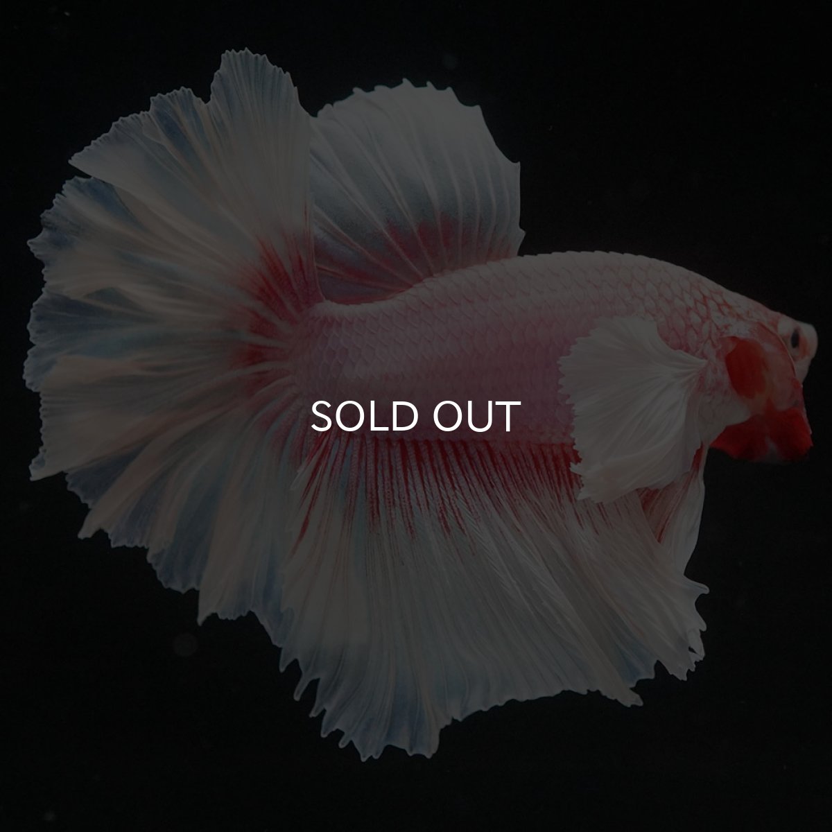 画像5: HMダンボ ファンシー ローズテール (5)