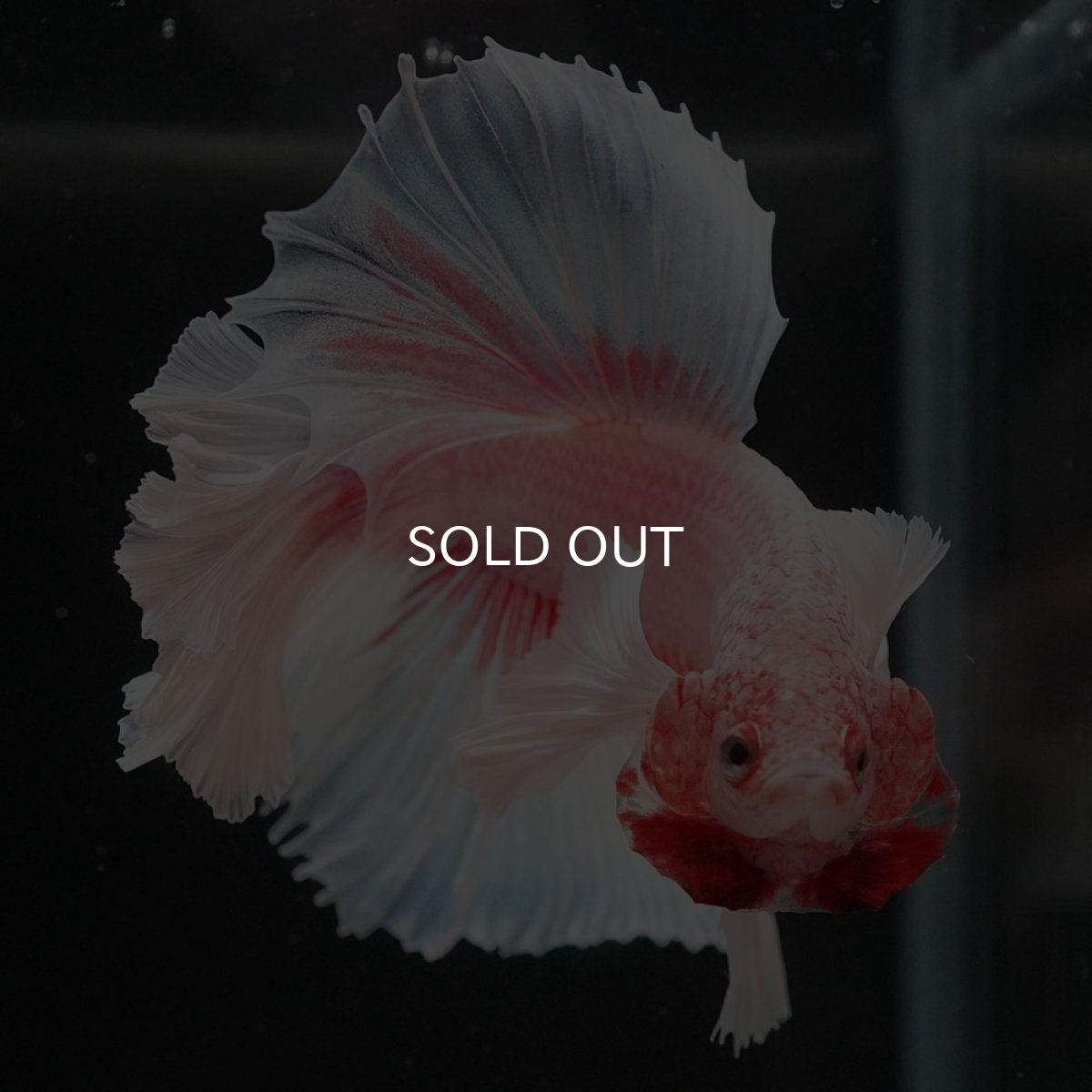 画像10: HMダンボ ファンシー ローズテール (10)