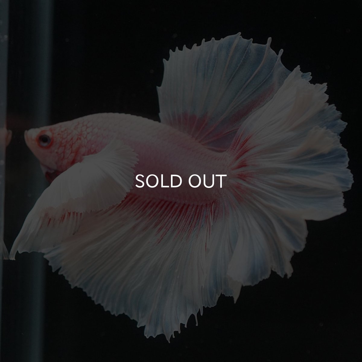 画像6: HMダンボ ファンシー ローズテール (6)