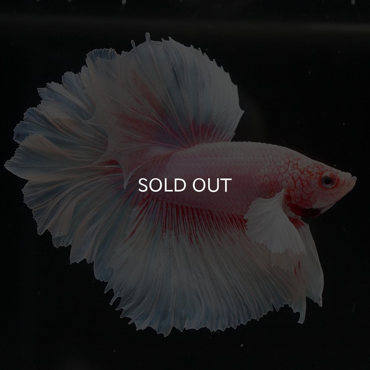 画像2: HMダンボ ファンシー ローズテール (2)