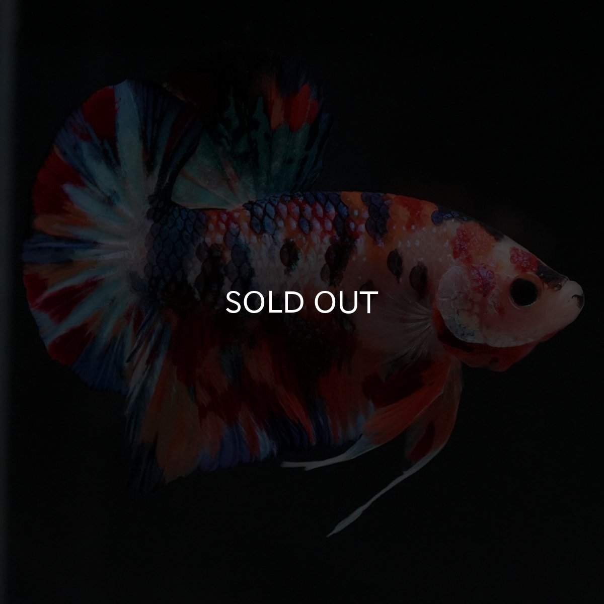 画像5: HMPK　キャンディ (5)