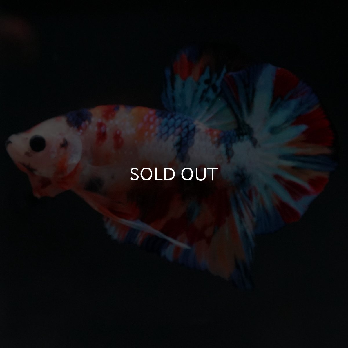 画像10: HMPK　キャンディ (10)