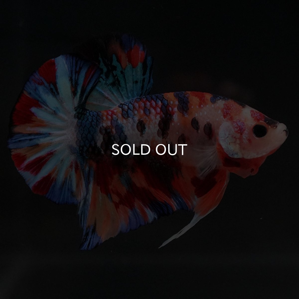 画像11: HMPK　キャンディ (11)