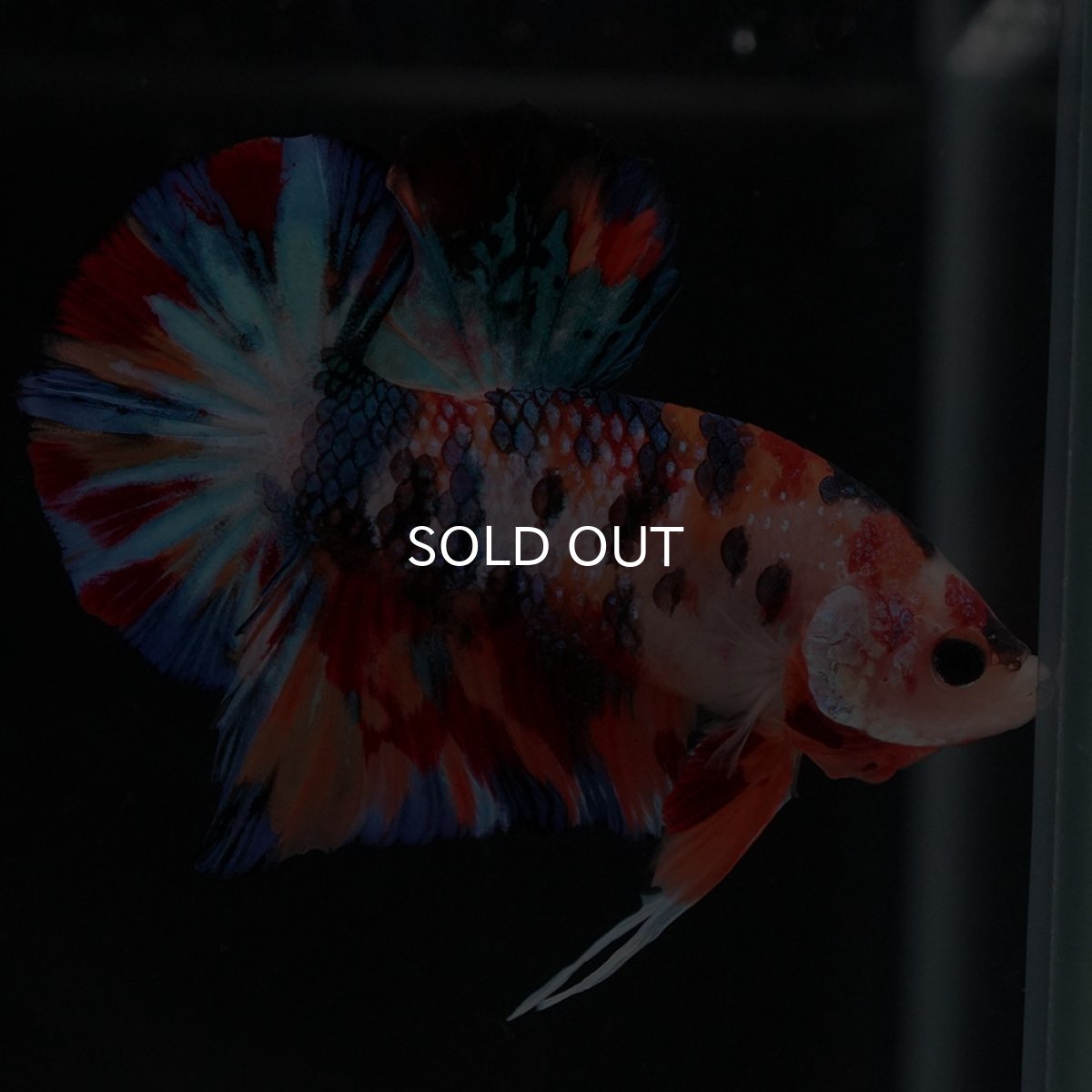 画像9: HMPK　キャンディ (9)